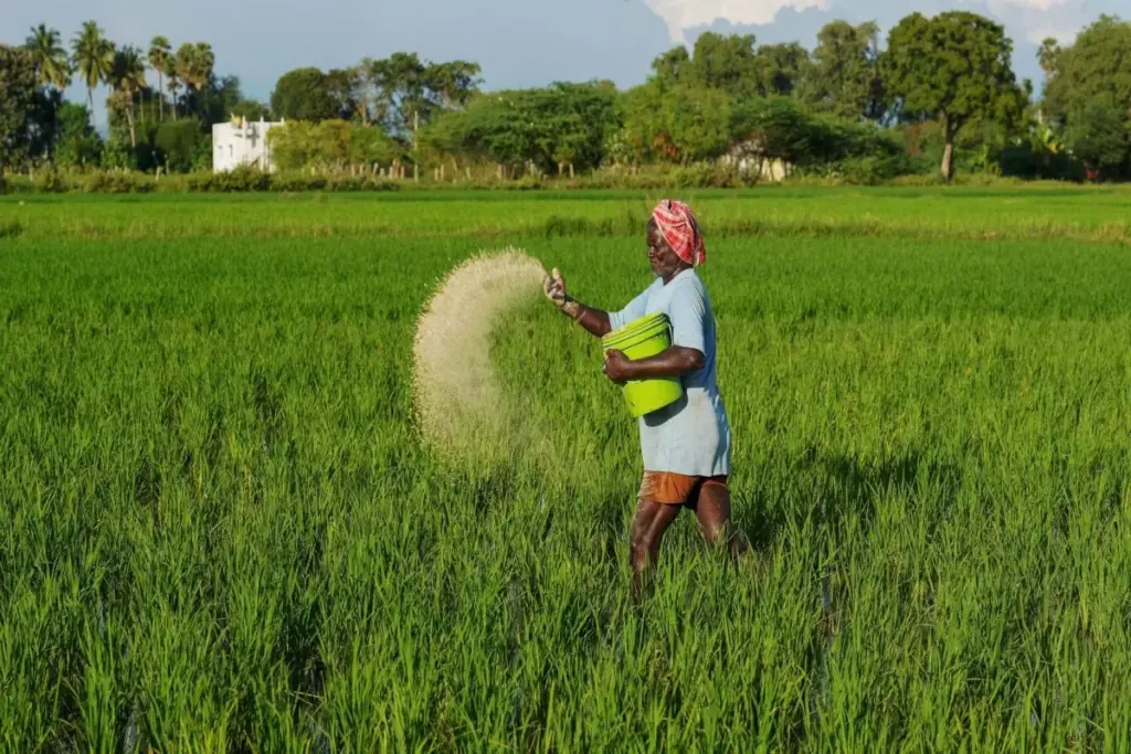 fertiliser subsidy India
