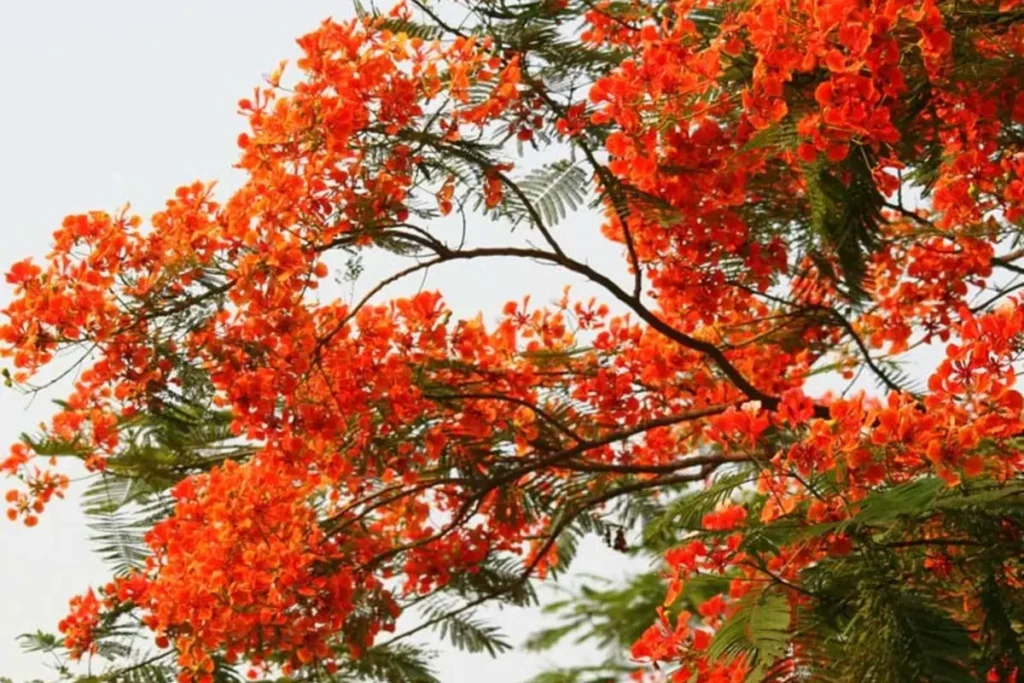 Gulmohar flower