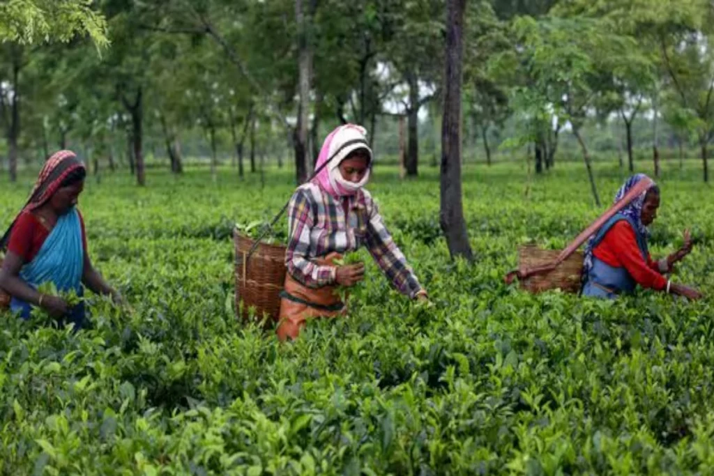 India Tea Exports