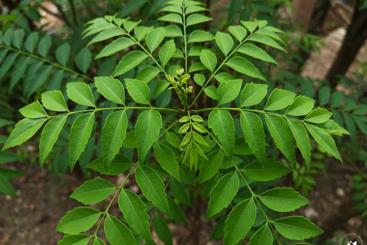 Benefits Of Curry Leaves