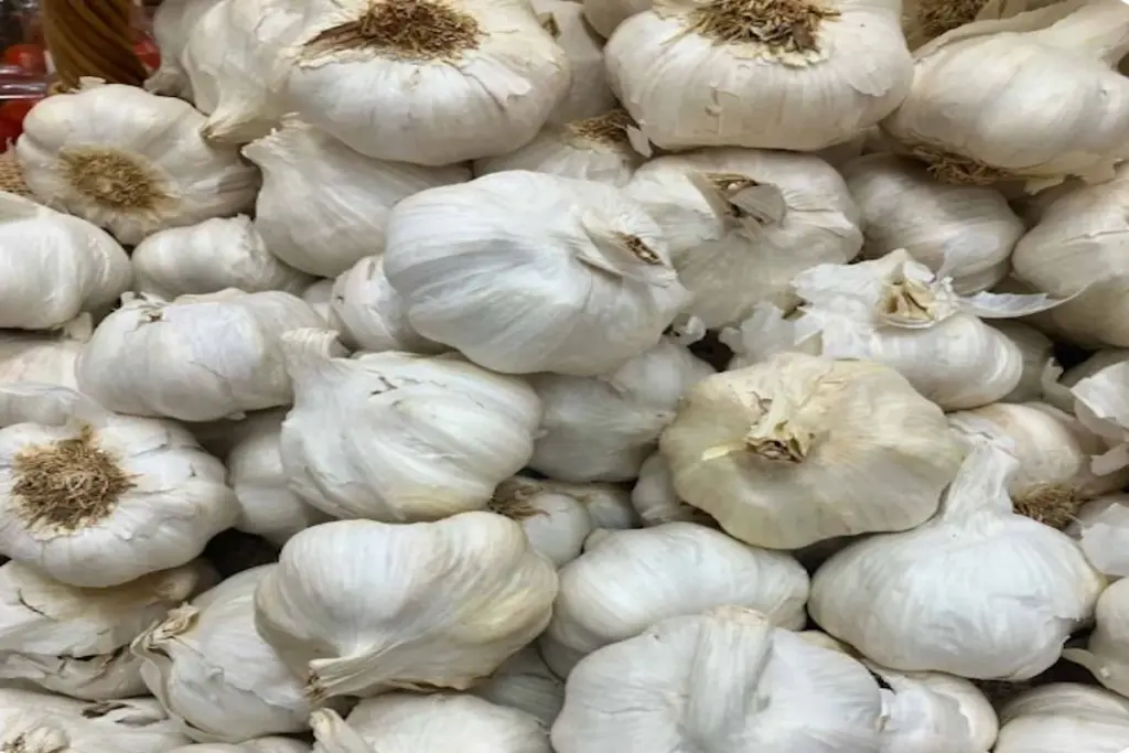 Garlic