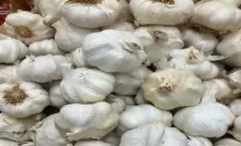 Garlic