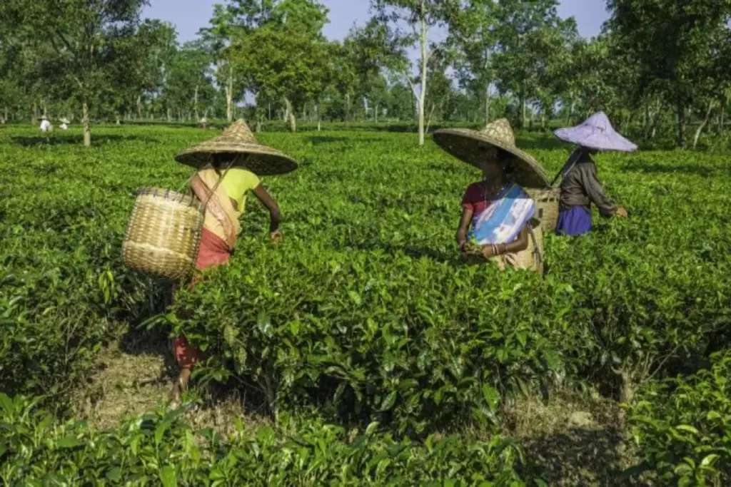 India tea exports 2024