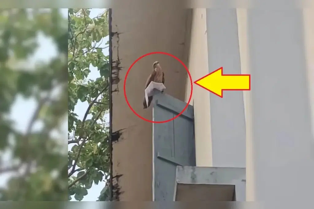 Viral Video
