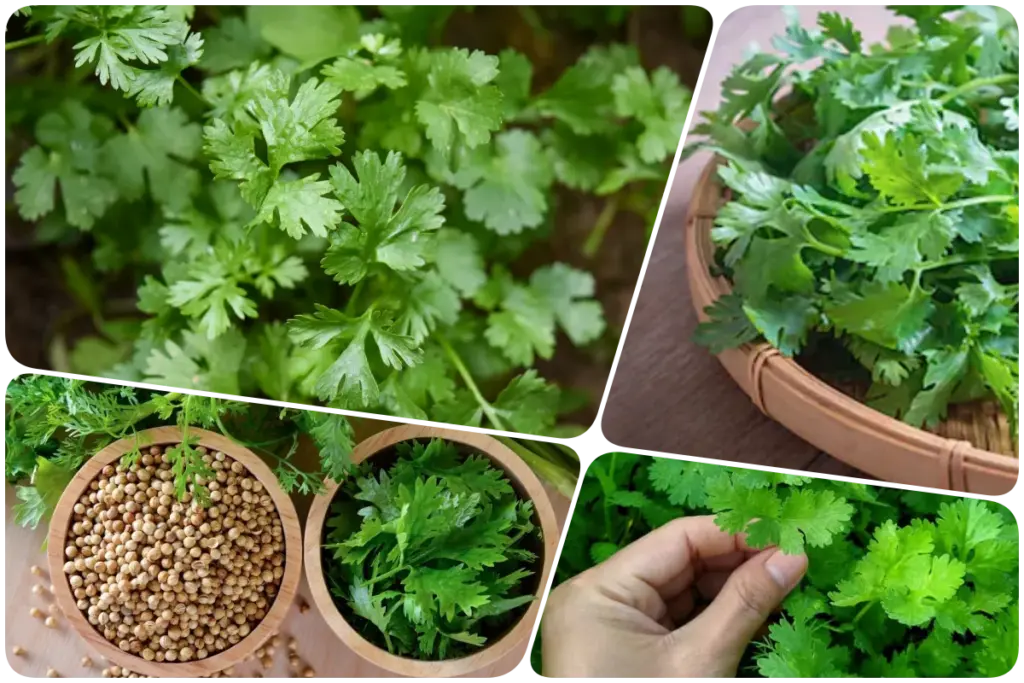 coriander leaves