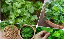coriander leaves