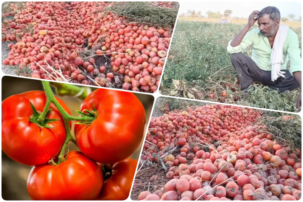 tomato news up