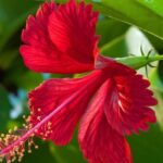 hibiscus flower