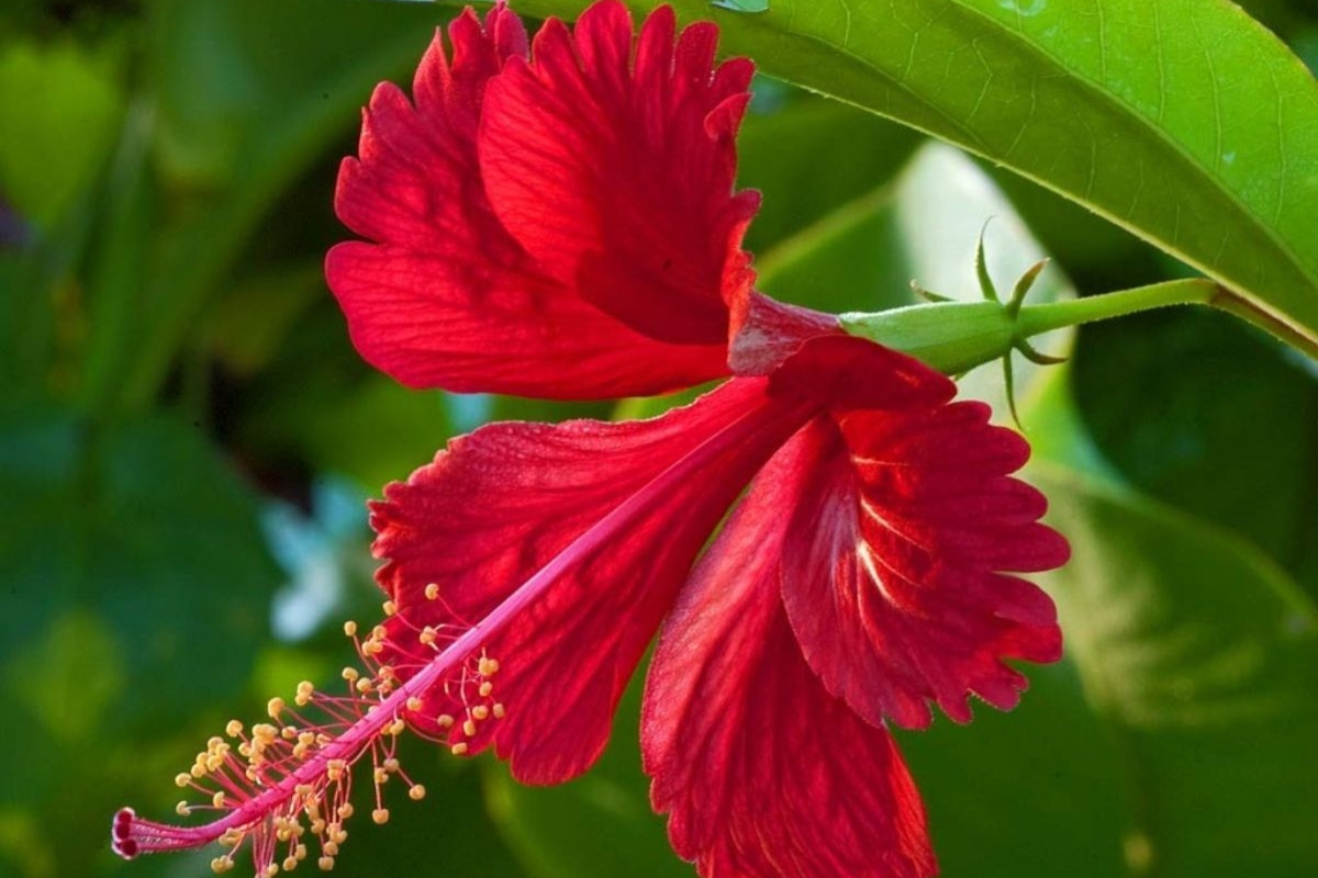hibiscus flower