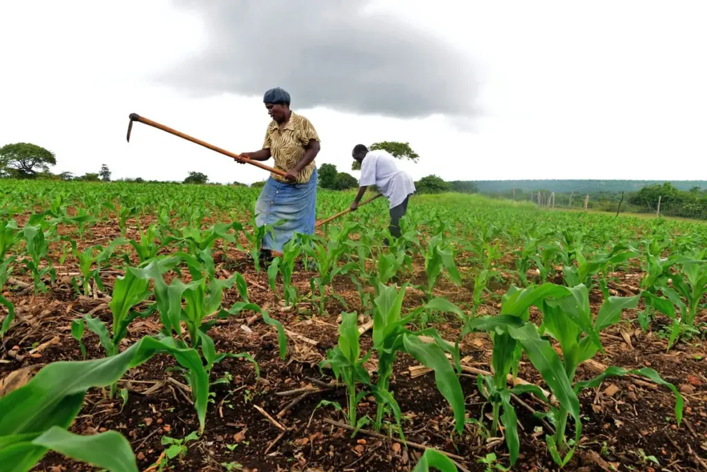 Agricultural Land Loan