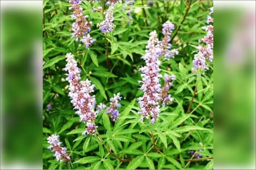 Ayurvedic Herbs