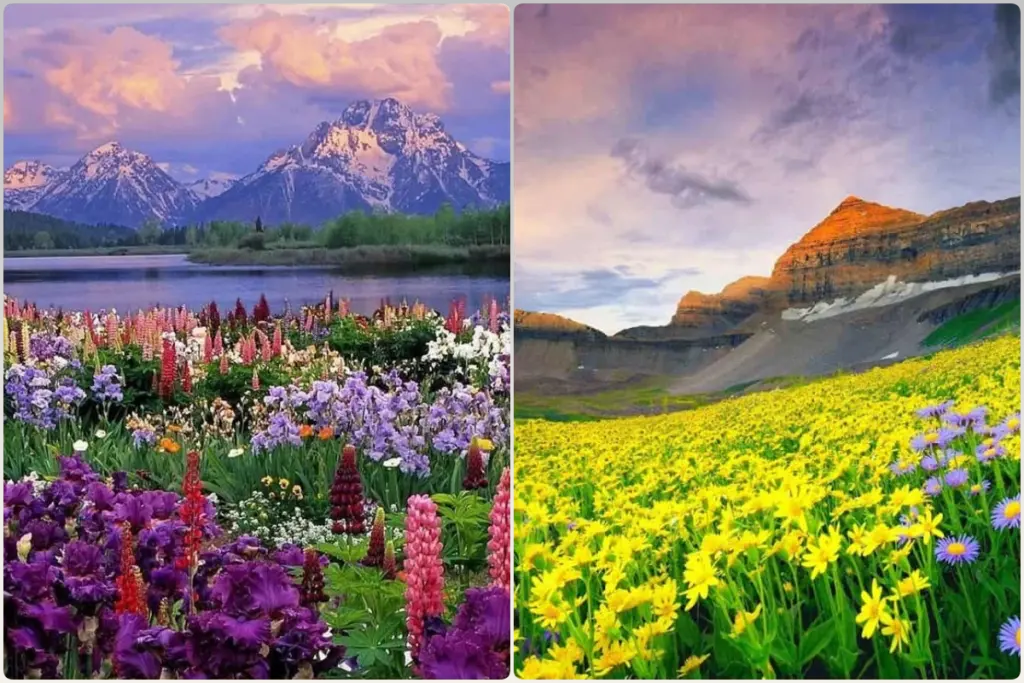 Valley of Flowers