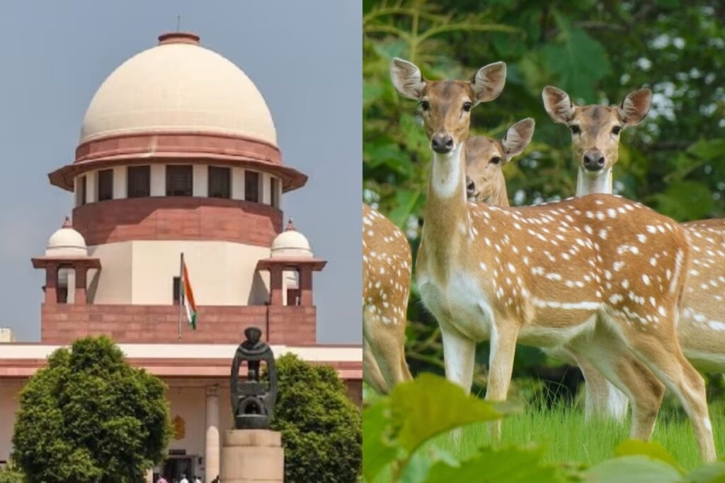 Hauz Khas Park Wildlife