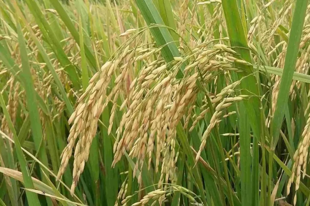 Kharif Crops