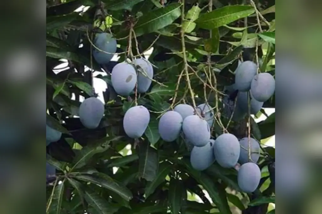 Mango Cultivation
