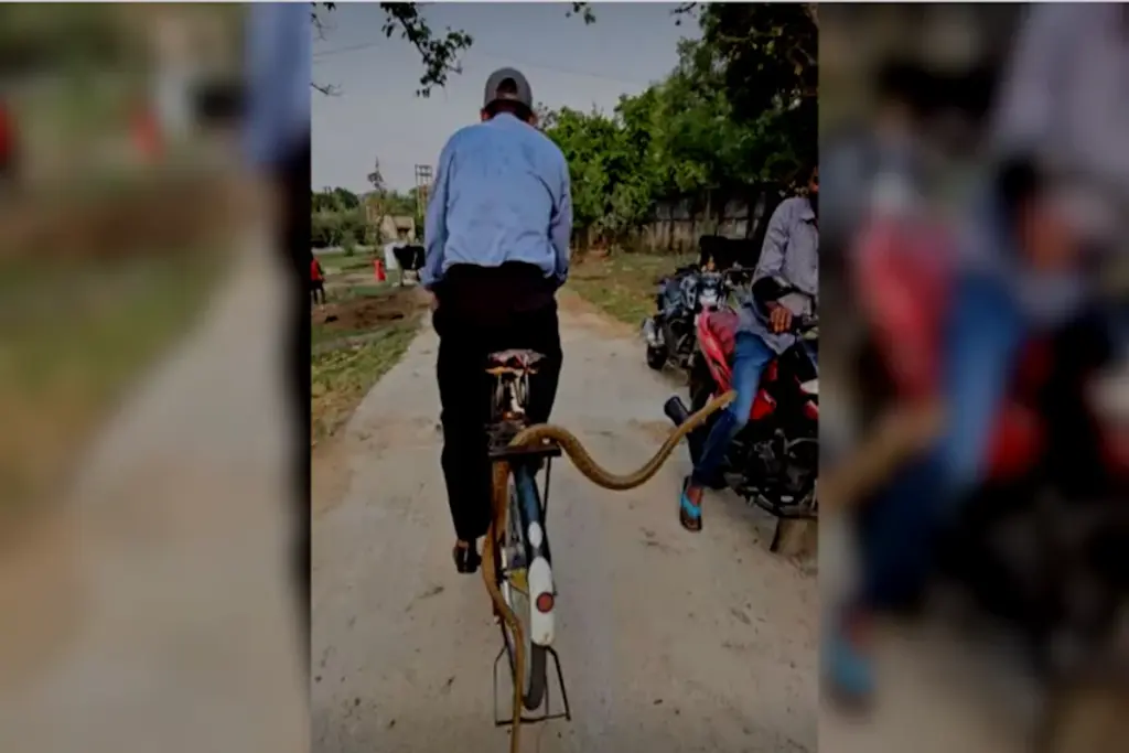 Snake Video