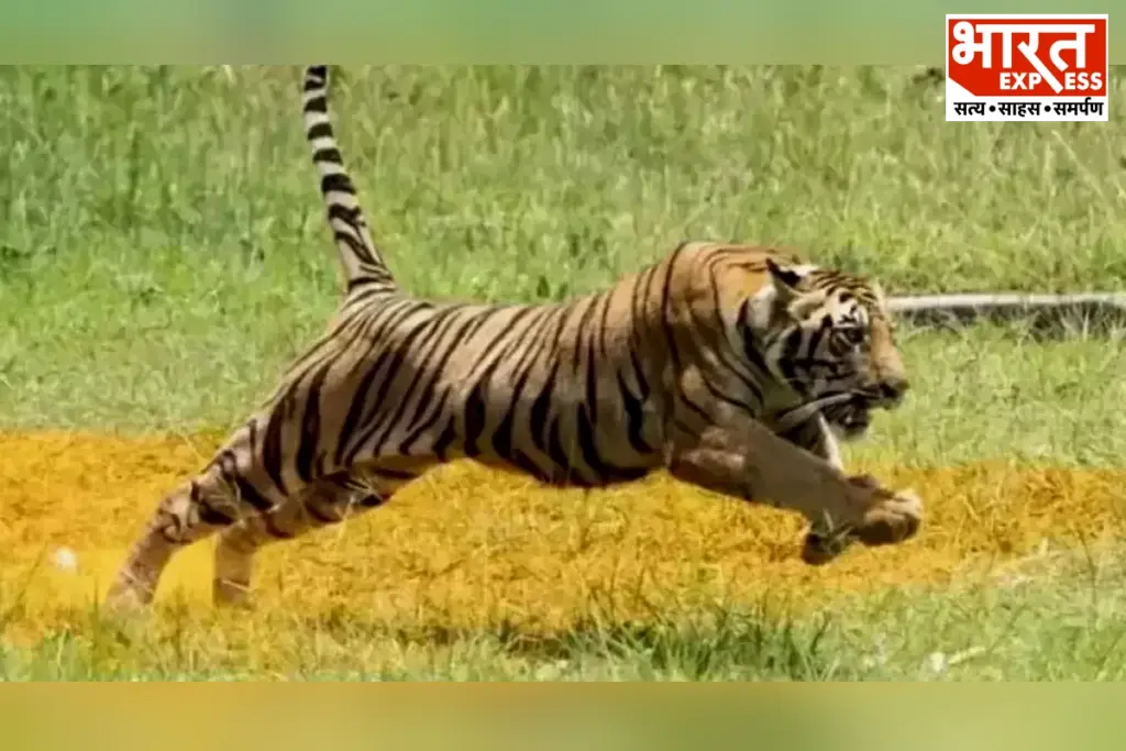 TIGER