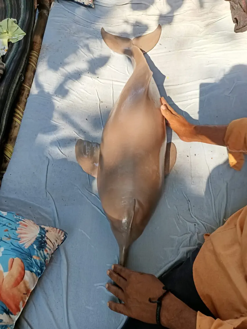 dolphin fish 