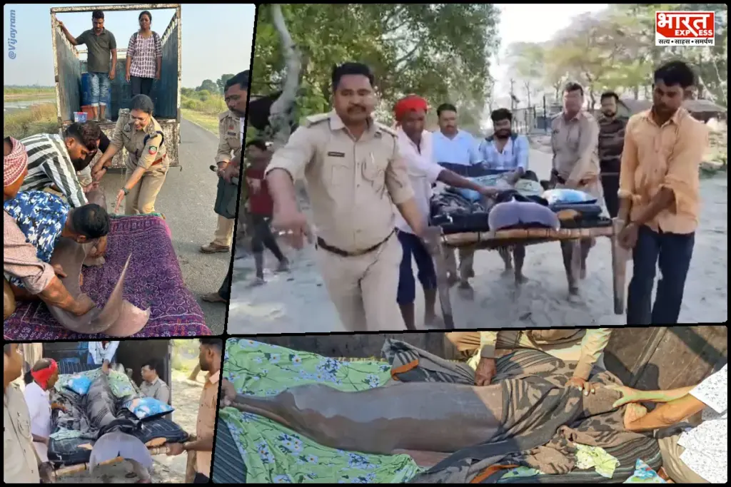 Dolphins Rescued from Lucknow