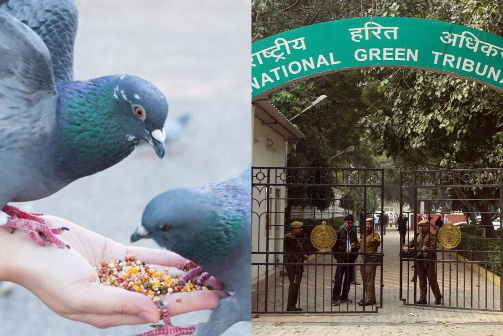 NGT notice pigeon feeding