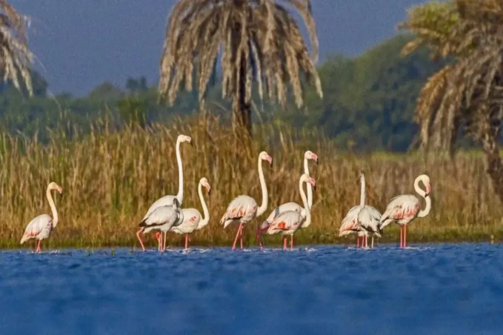 Rajasthan’s Udaipur and Phalodi sites get Ramsar tag