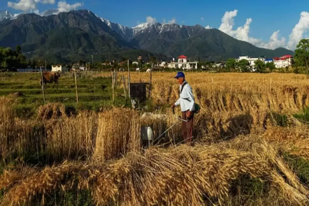 Wheat procurement India