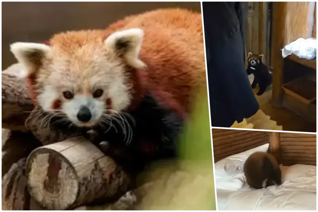 china red-panda