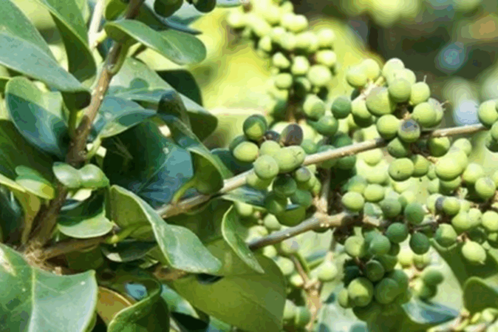 आयुर्वेद में ‘गुग्गुल