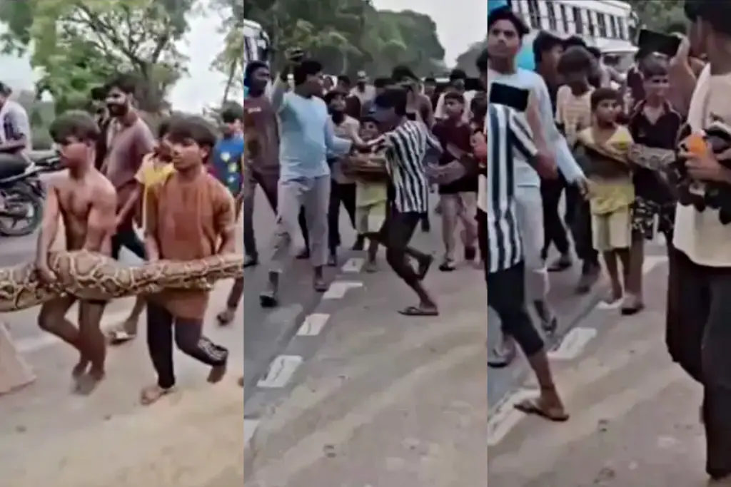 Bulandshahr Children Caught Python Viral Video
