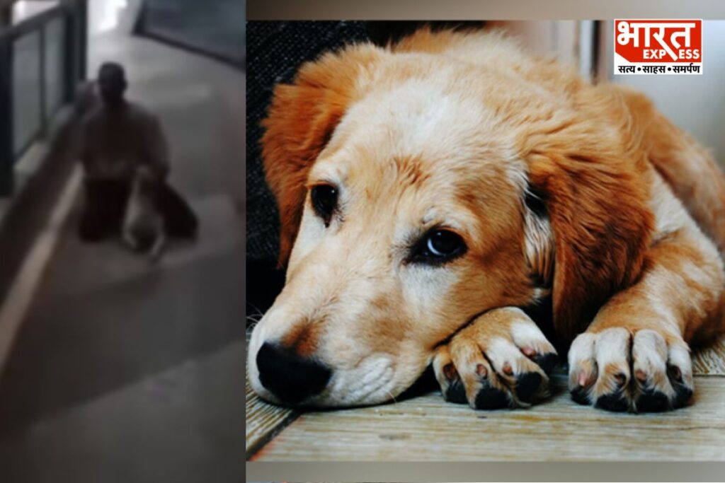 Dog Rape