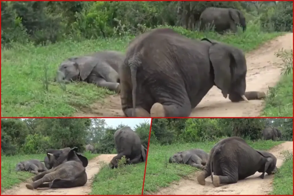 Drunk Elephants Video