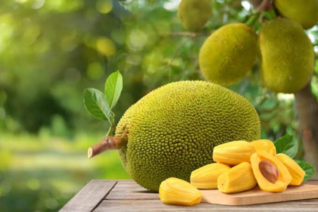 Jackfruit Benefits