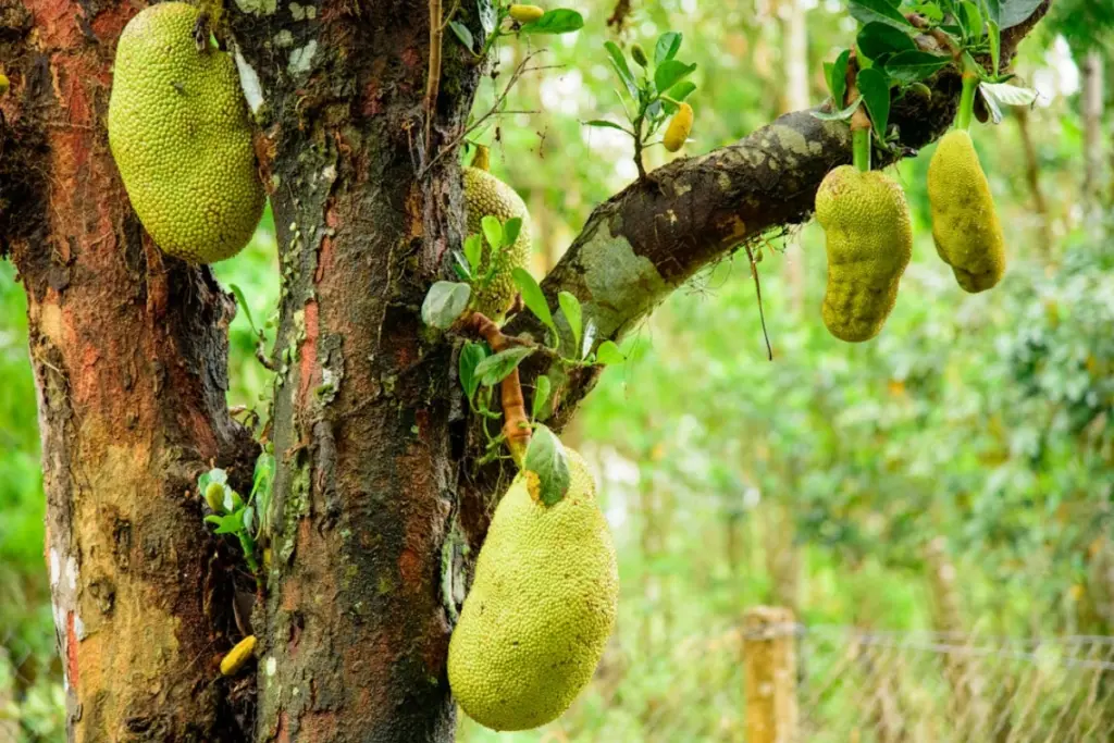Jackfruit Day