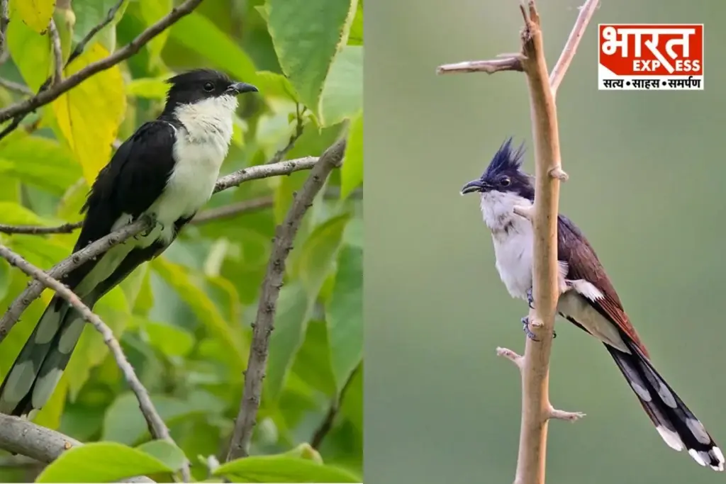 Jacobin Cuckoo Chatak Bird Facts