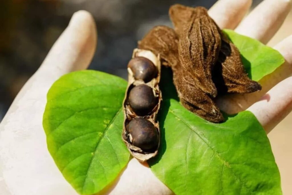 Kaunch Beej Health Benefits