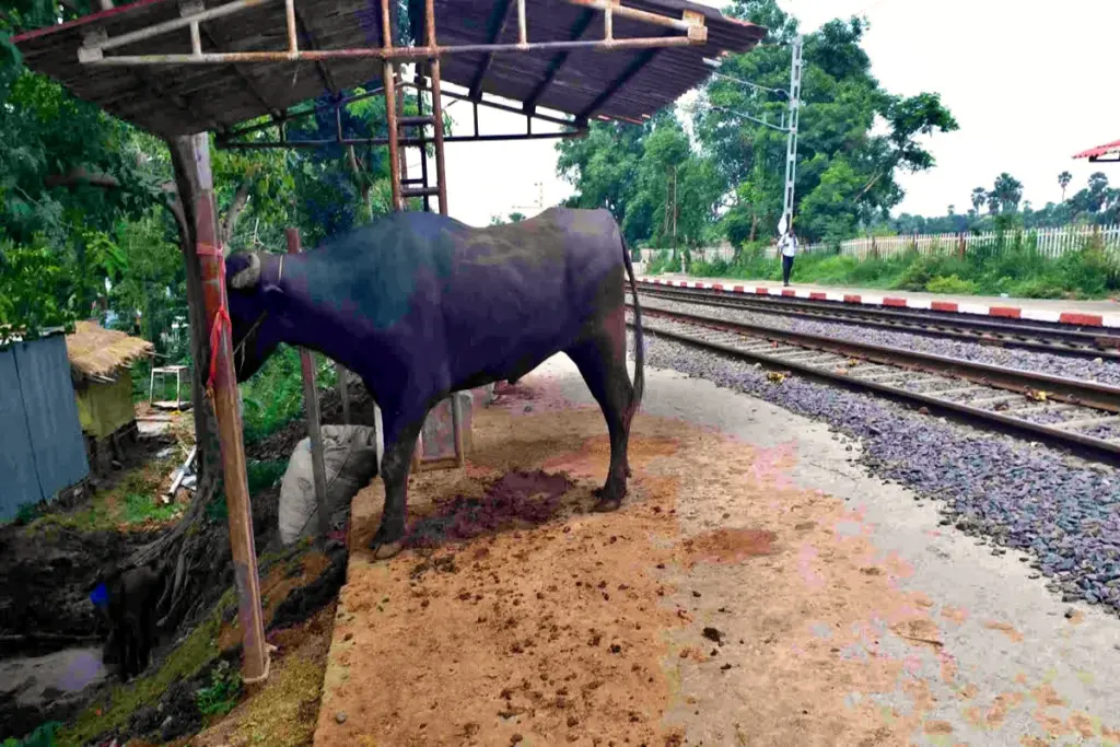 Masaurhi Court Halt