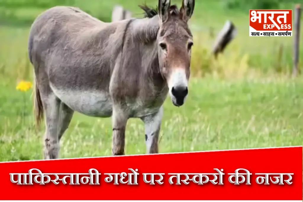 Pakistan News