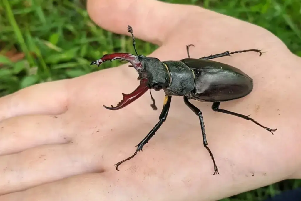 Stag Beetle Price In India