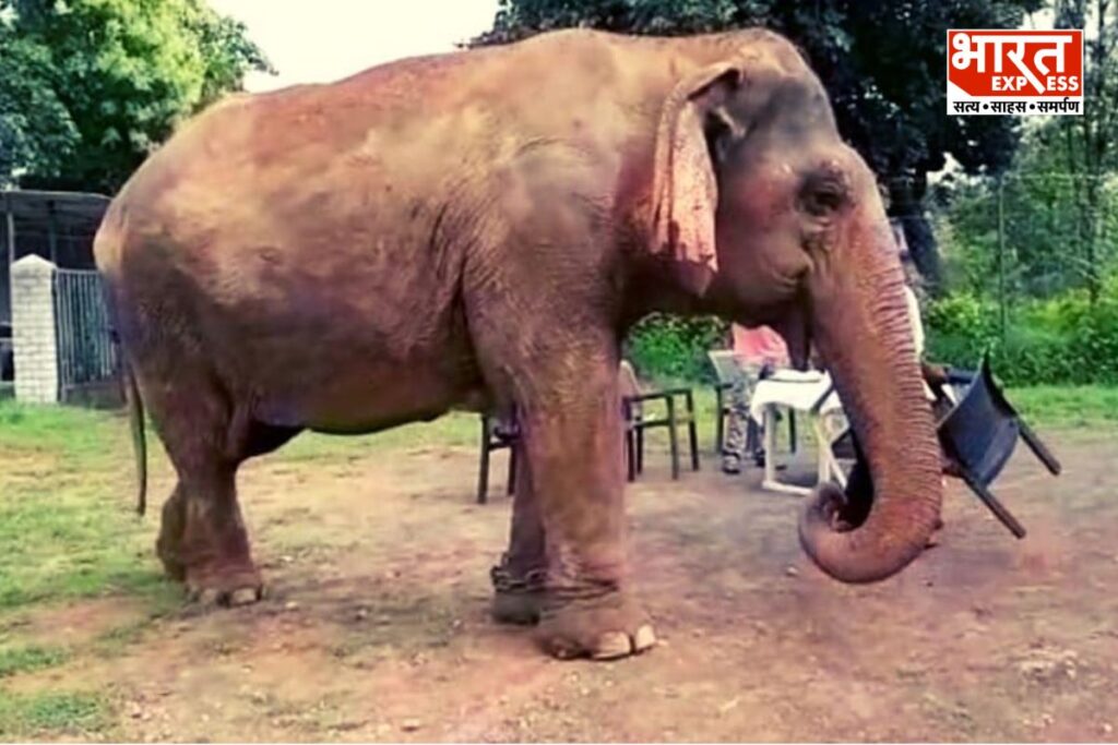 World Oldest Elephant Vatsala