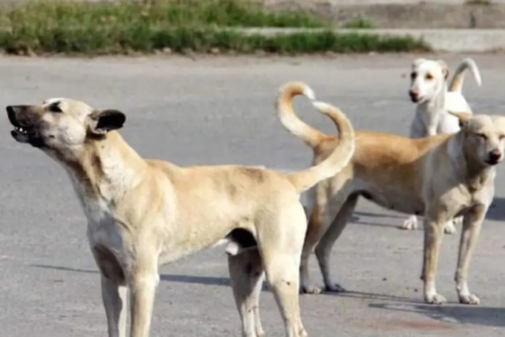 delhi dog bite