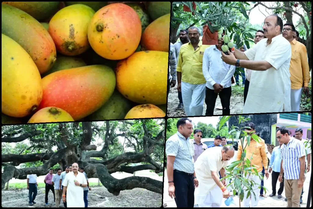 mango production in india