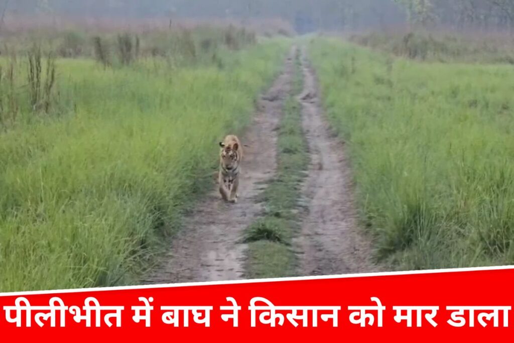 Pilibhit Tiger Attack