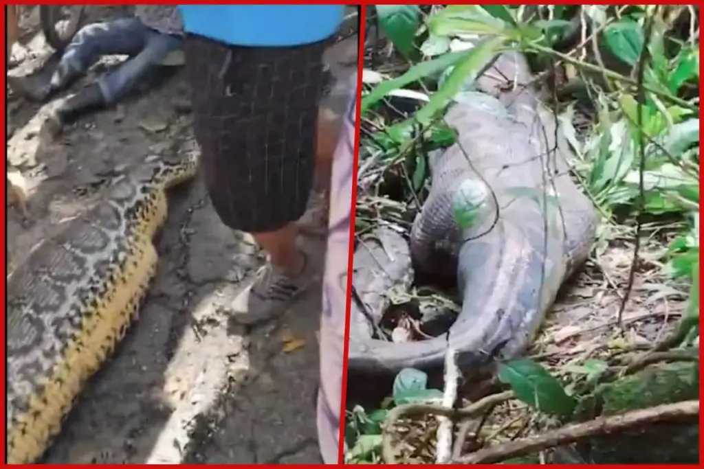 Snake Viral Video