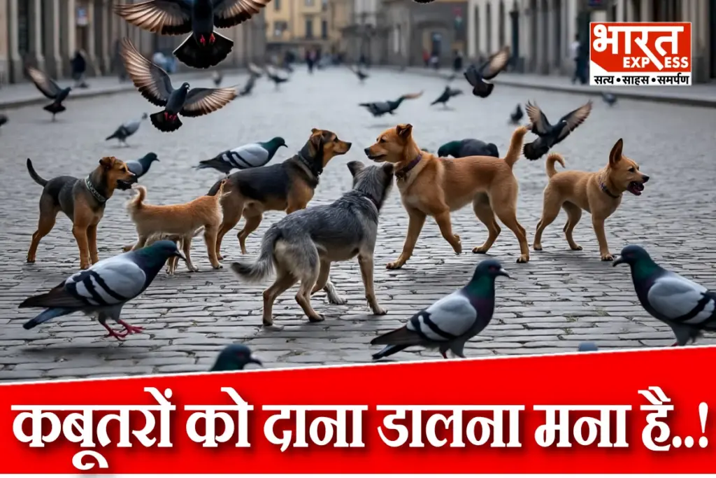 Bombay High Court On Feeding Pigeons