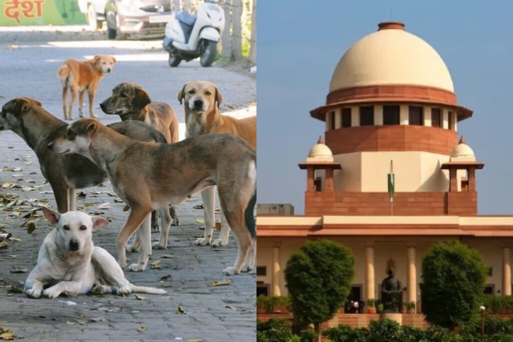 Delhi Stray Dogs
