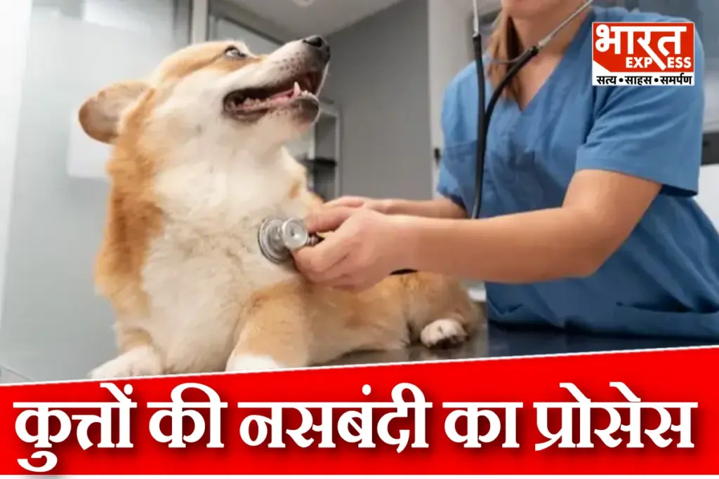 Dogs Sterilization Process Form Operation To Recovery