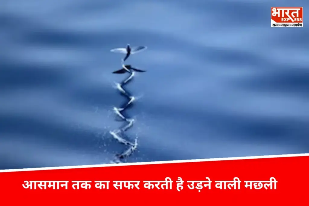 Ajab Gajab: अगर आपसे कोई कहे कि मछली उड़ (Flying Fish) सकती है, तो शायद आप कहेंगे "मज़ाक मत करो." लेकिन यह मज़ाक नहीं, हकीकत है. - भारत एक्सप्रेस