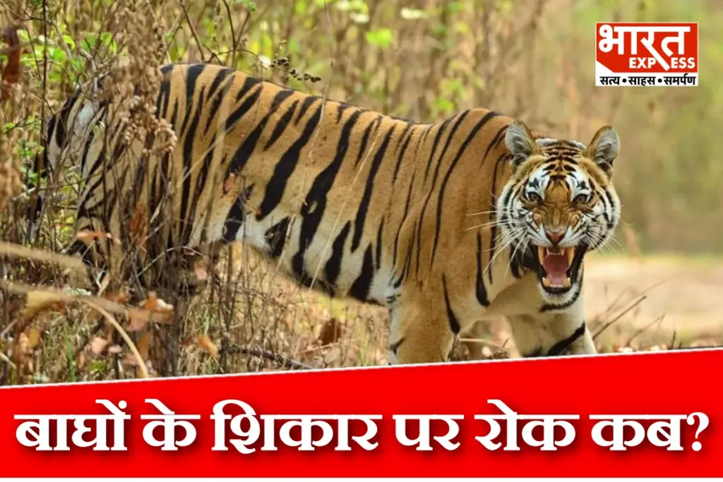 Tigers Death MP