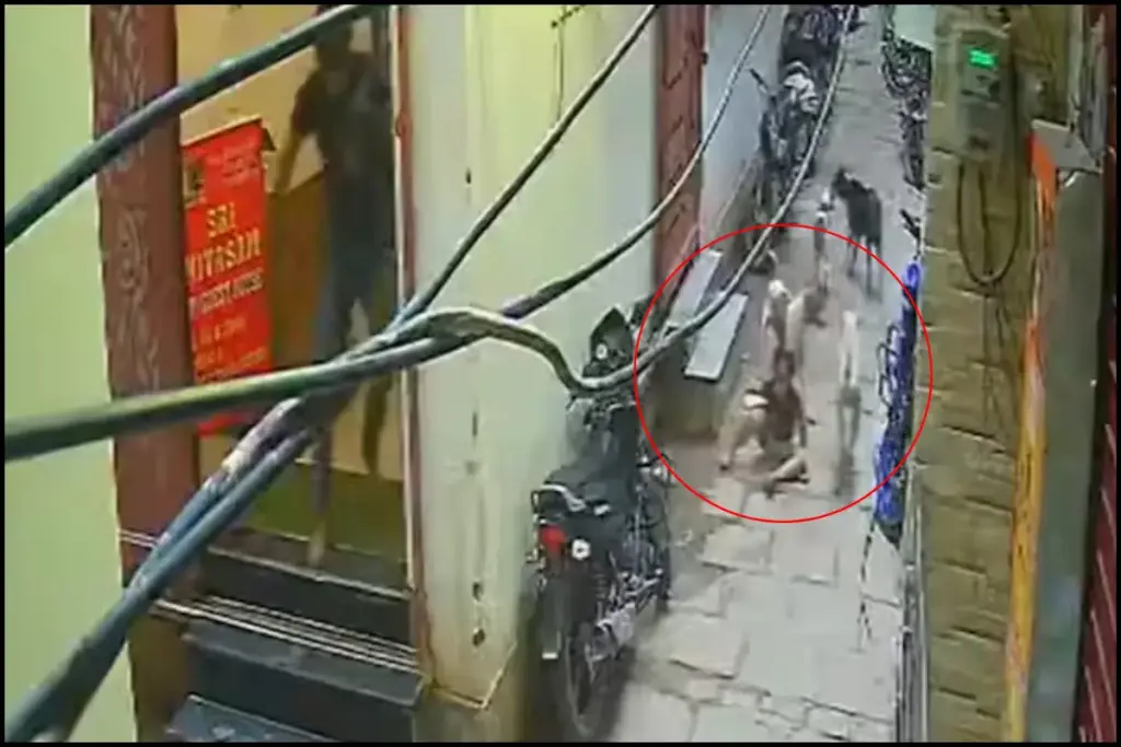 UP News, Varanasi, Street Dog