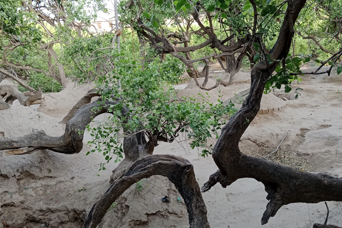 वृंदावन का रंगमहल मंदिर मथुरा के वृंदावन में निधिवन परिसर का रंगमहल मंदिर रात को अपने आप बंद हो जाता है. माना जाता है कि यहां रात में भगवान कृष्ण आते हैं और आराम करते हैं. सुबह मंदिर खुलता है, तो लगता है जैसे बिस्तर पर कोई सोया था और प्रसाद खाया गया हो. 